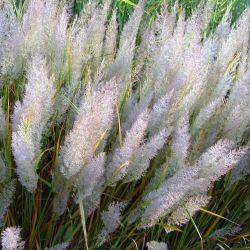  Koreai ndtippan.Calamagrostis brachytricha.