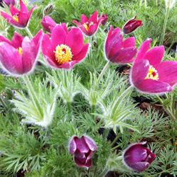  Kkrcsin. PULSATILLA vulgaris 'Rosen Glocke'