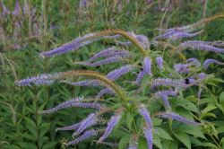  Szibriai veronika, kkes- lila virggal. Veronicastrum sibiricum