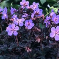  Glyaorr. GERANIUM pratense 'Dark Rider'