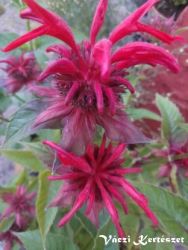  Mhbalzsam. Monarda 'Cambridge Scarlet'