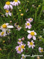  Menyecskeszem rzsaszn. Coreopsis rosea