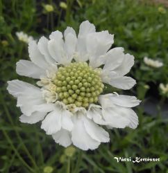  Kaukzusi rdgszem, fehr virggal.Scabiosa caucasica 'Perfecta Alba'