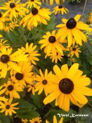  Pomps kpvirg, srga. Rudbeckia fulgida 'Goldsturm'