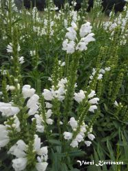  Fzrajak, fehr virg.PHYSOSTEGIA virginiana 'Alba'.