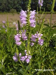  Fzrajak, rzsaszn. Physostegia virginiana 'Rosea