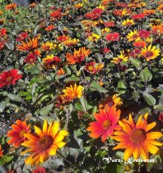  Napszemvirg. HELIOPSIS helianthoides var. scabra 'Bleeding Hearts.