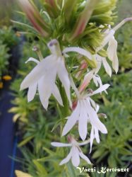  Loblia fehr virg. LOBELIA cardinalis f. albiflora 'White Cardinal'