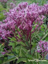  Sdkender lils rzsaszn virggal. Eupatorium dubium 