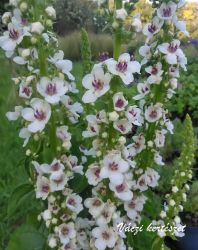  krfarkkr. VERBASCUM chaixii f. album 