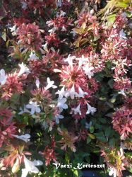  Nagyvirg trnicslonc. Abelia x grandiflora 'Sherwood'