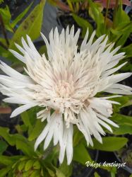  Olajbbita fehr virg. STOKESIA laevis f. alba 'Reverie'