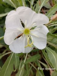  Bojtos ligetszpe. OENOTHERA caespitosa ssp. eximia