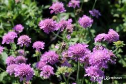  rdgszem rzsaszn. SCABIOSA japonica var. alpina 