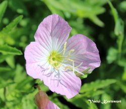  Ligetszpe rzsaszn. OENOTHERA speciosa