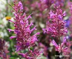  Izspf, rzsa-lila virgokkal. AGASTACHE Cana-Hybr. 'Bolero'