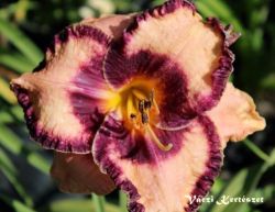  Ssliliom. Hemerocallis 'Adamas'.