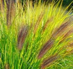  Tollborzf. PENNISETUM alopecuroides var. viridescens