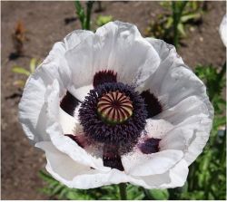  Keleti dszpipacs krmfehr. PAPAVER Orientale-Hybr. 'Royal Wedding'