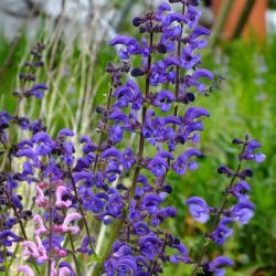  Zslya.   SALVIA pratensis Ballett Serie 'Twilight Serenade'