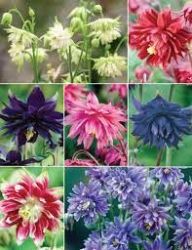  Haranglb sznkeverk. AQUILEGIA vulgaris 'Barlow Choice Mix'