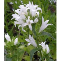  Csoms harangvirg, fehr. CAMPANULA glomerata var. alba