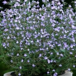  Pereszlny, kk szn. CALAMINTHA nepeta 'Marvelette Blue'