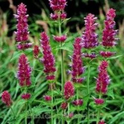  Izspf. AGASTACHE Pallida hibrid. (pallida x rugosa) Globetrotter