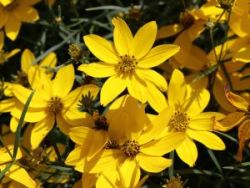  Keskenylevel menyecskeszem.  Coreopsis ver. 'Zagreb'