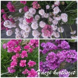  Pzsitszegf vegyes kszletbl. ARMERIA Maritima-Hybr. Ornament