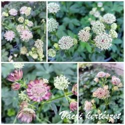  Vlgycsillag  rzsaszn keverk. ASTRANTIA Major-Hybr.