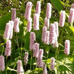  Kgygyker keserf .  Persicaria bistorta 'Superba'