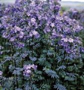  Csatavirg. POLEMONIUM yezoense 'Purple Rain Strain'.