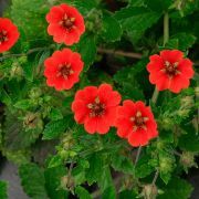  Potentilla vrs virggal. Potentilla atrosanguinea 'Scarlet Starlit'