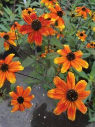  Kisfszk kpvirg. RUDBECKIA triloba 'Prairie Glow'