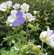  Geranium, glyaorr .GERANIUM pratense 'Striatum' Splish-Splash, Bicolor