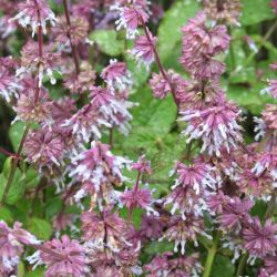  Zslya. SALVIA napifolia