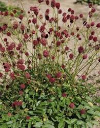  szi vrf. SANGUISORBA officinalis 