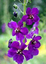  krfarkkr.   VERBASCUM phoeniceum 'Violetta